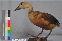 藏品(樹鴨)的圖片